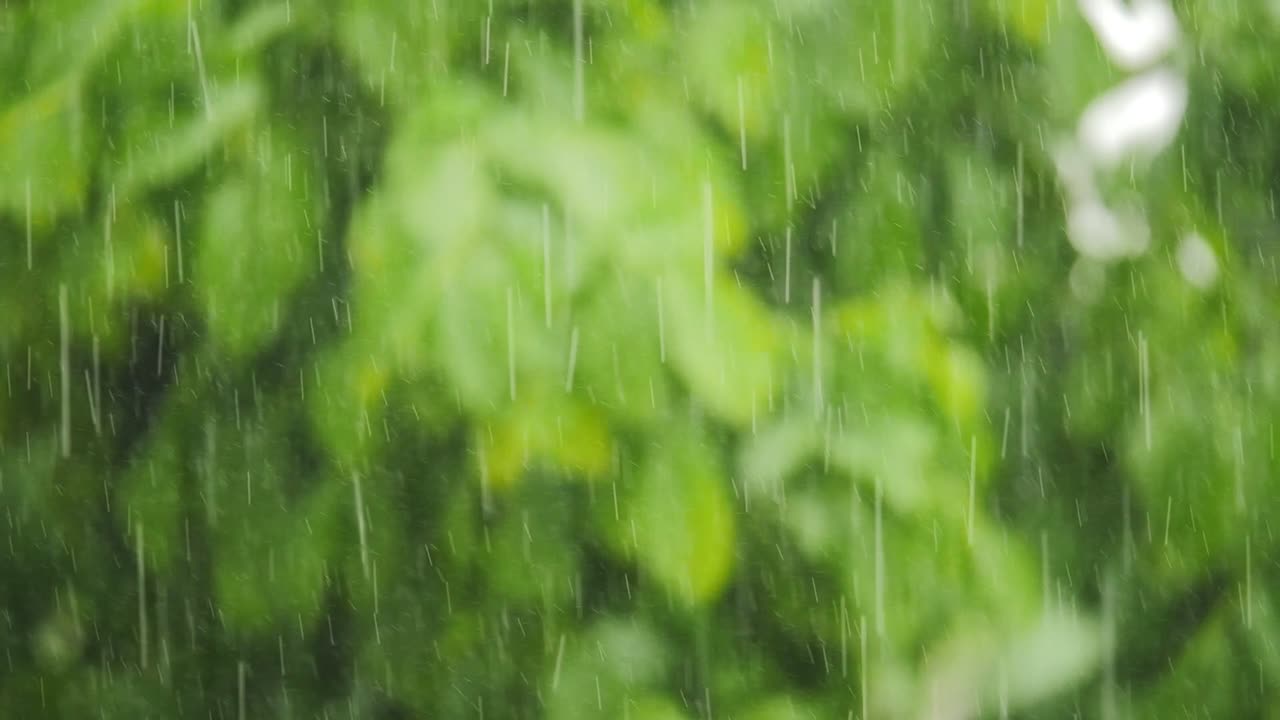 Rainfall background of forest with blurred leaves creating Absolutely relaxing to watch