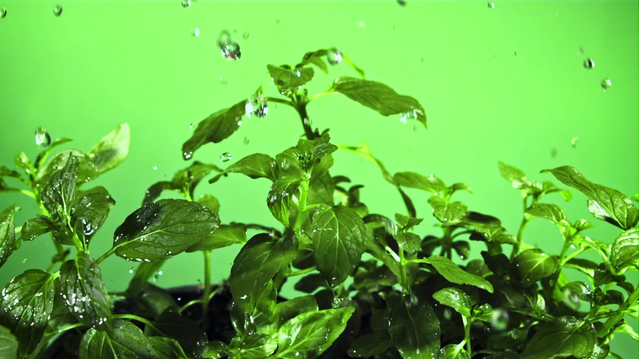 Gocce d'acqua che cadono su piante verdi fresche al rallentatore.