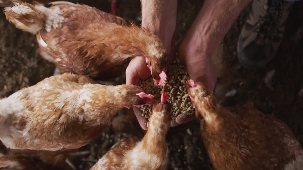 primer plano de un hombre caucásico, trabajando en una granja, alimentando pollos.