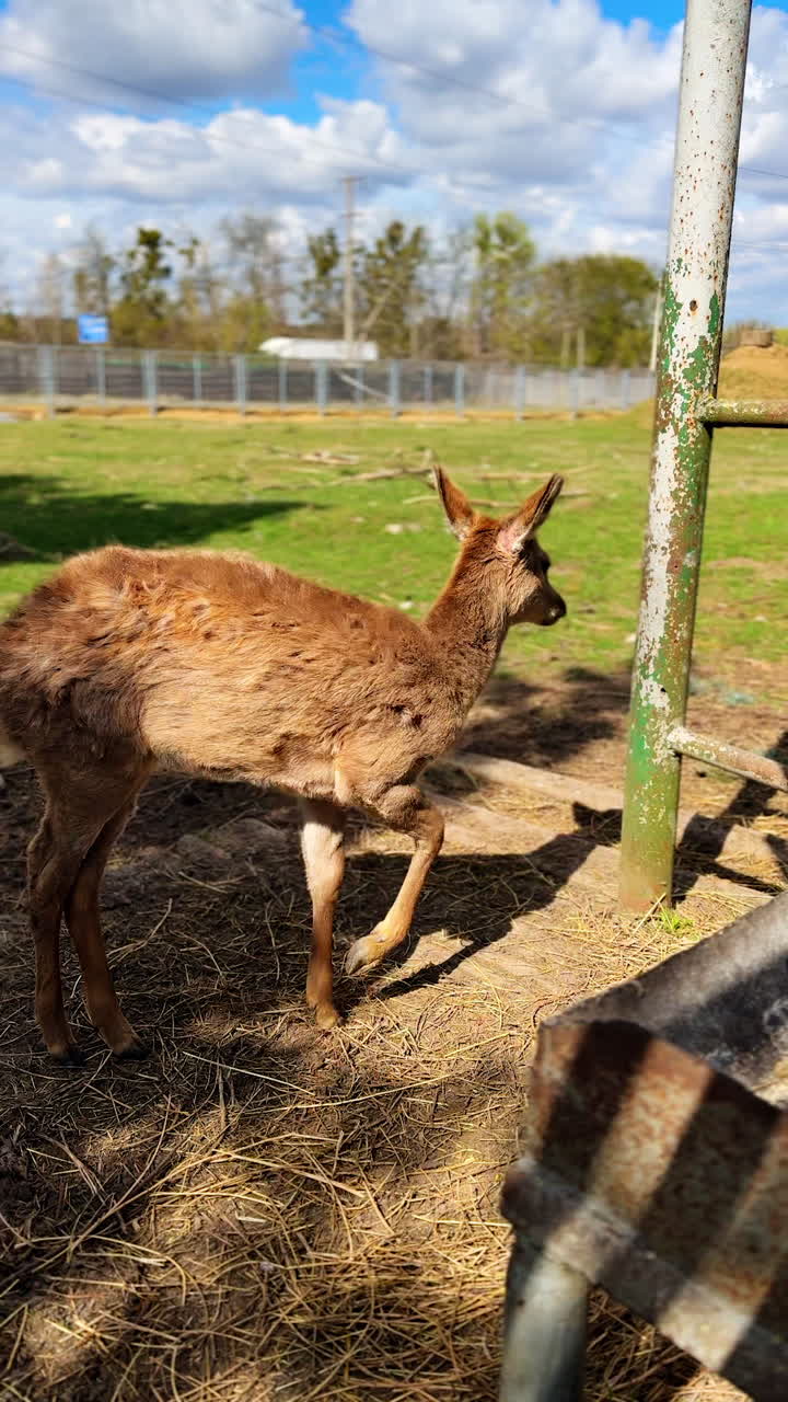 Zoo small animal feeding. Wildlife outdoor zoo habitats eating. Vertical video.