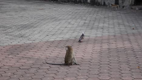 Long-tailed-Macaque-Sitting-On-The-Bricks-Pavements-At-Batu-Caves-In-Malaysia