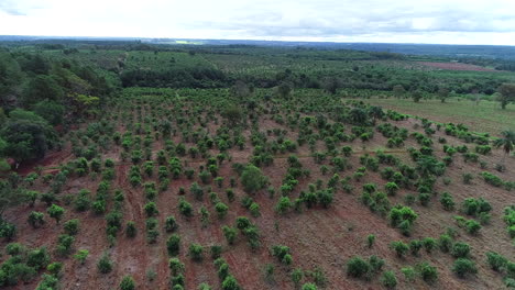 an extensive yerba mate plantation field, where ilex paraguariensis is cultivated for the traditional production of mate, a beloved south american tea