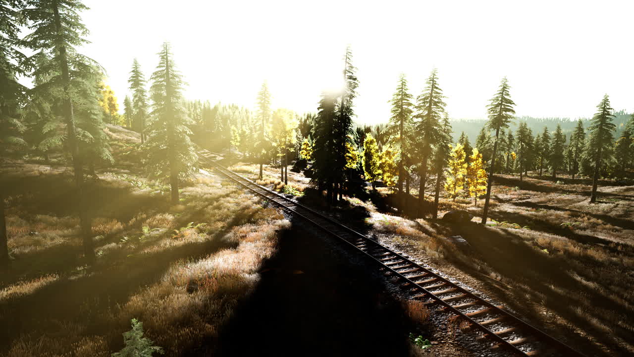 빛 이 비치는 열차 트랙 이 울창 한 숲 을 가로질러 휘어지고 있다