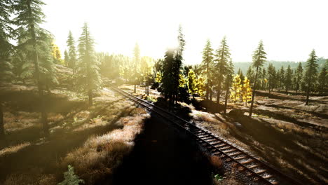 sunlit train tracks winding through a lush forest