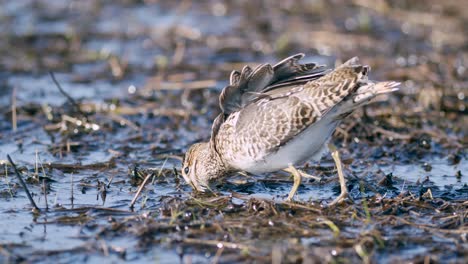 Common-snipe-feeding-eating-worms-closeup-during-spring-migration-flooded-meadow-wetlands