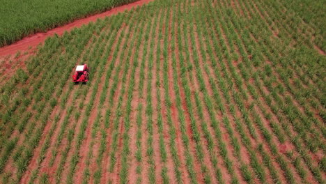 filmando detrás de un tractor en una plantación verde