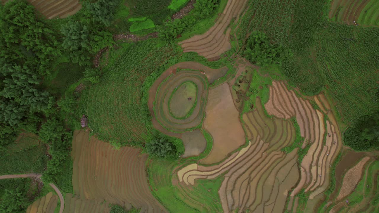 Aerial View of Lush Green Terraced Rice Fields