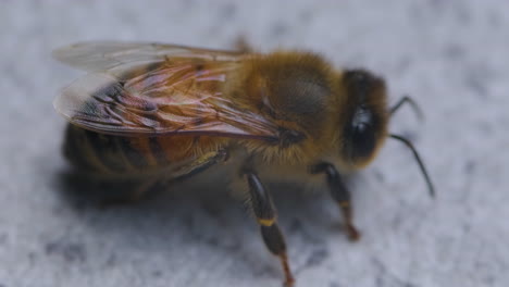 Beautiful-Macro-View-Of-Motionless-Bee-Resting-Shivering-In-Isolated-Background---close-up