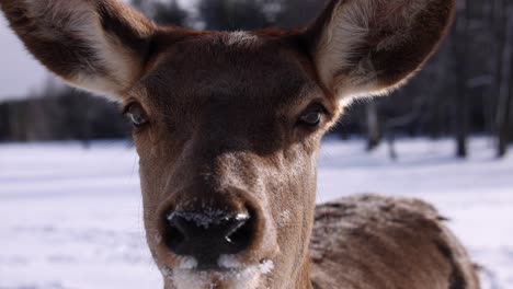 Alce-Primer-Plano-Slomo-Invierno-Ojos-Bonitos