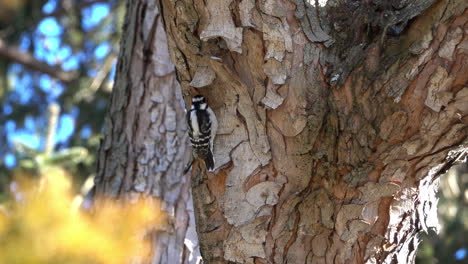 un pájaro carpintero femenino picotea la corteza de un árbol de arce