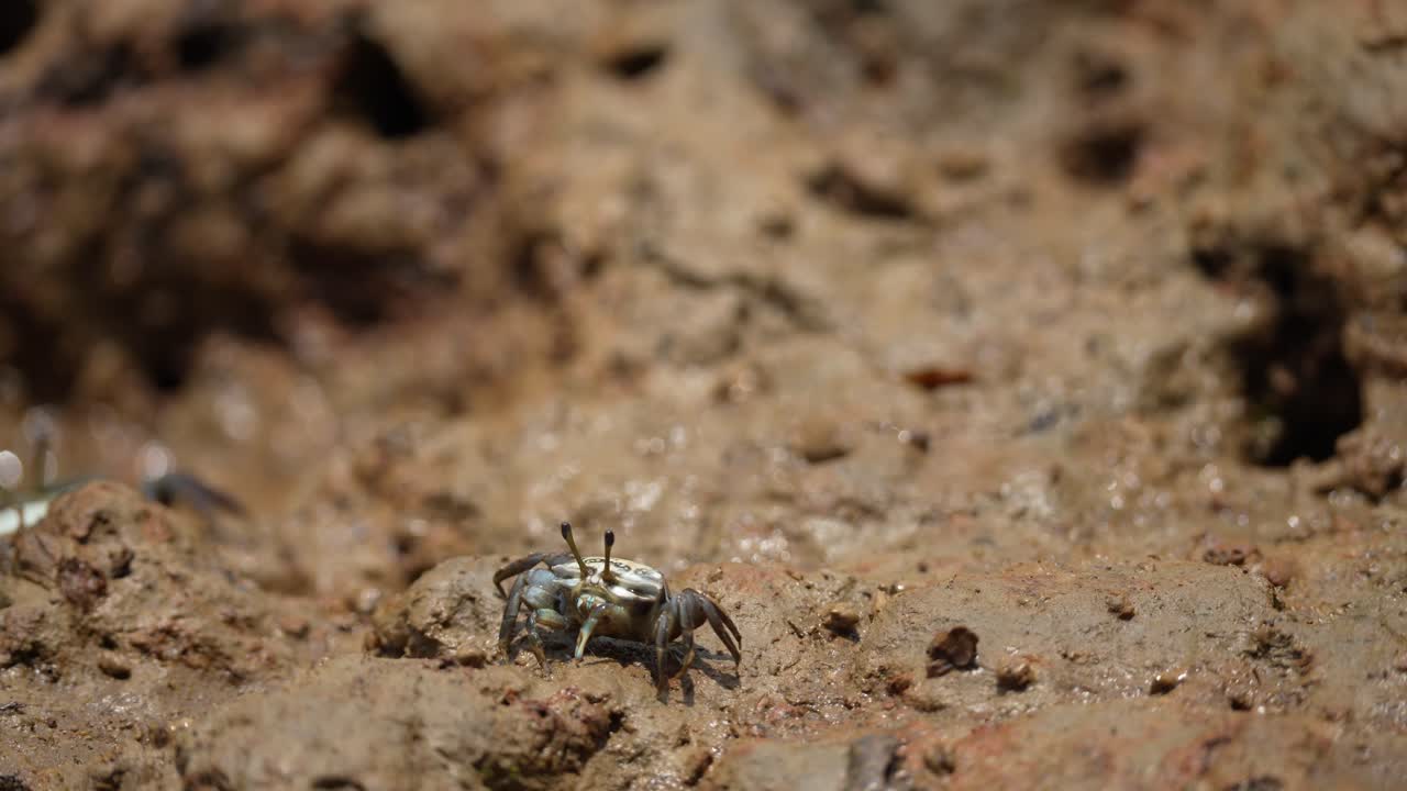 cangrejos coloridos están buscando comida en los agujeros de arena en la orilla del río