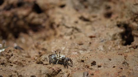 colorful-crabs-are-looking-for-food-in-the-sand-holes-on-the-river-bank