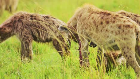 fotografía en cámara lenta de cerca de un grupo de hienas que se alimentan de una muerte reciente entre la hierba alta de la reserva nacional masai mara norte, vida silvestre africana en la reserva nacional masai mara, kenia