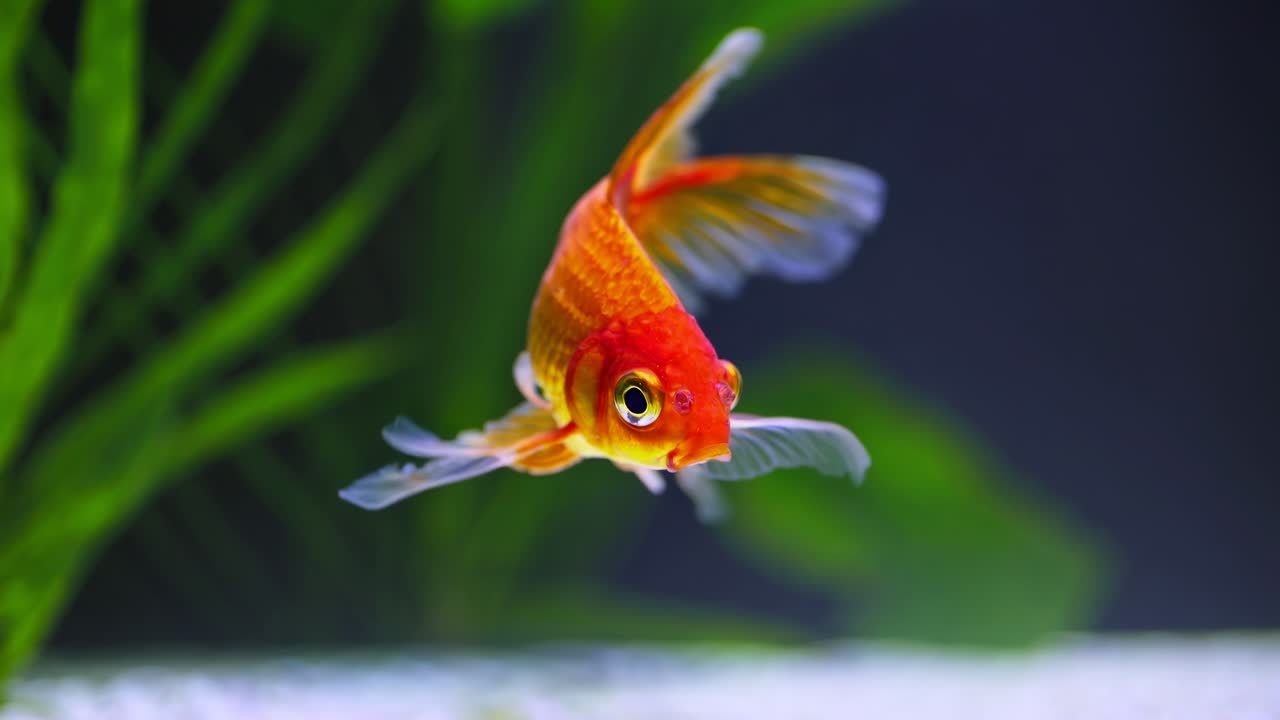 Close-up video of a vibrant goldfish swimming, captured from a front angle