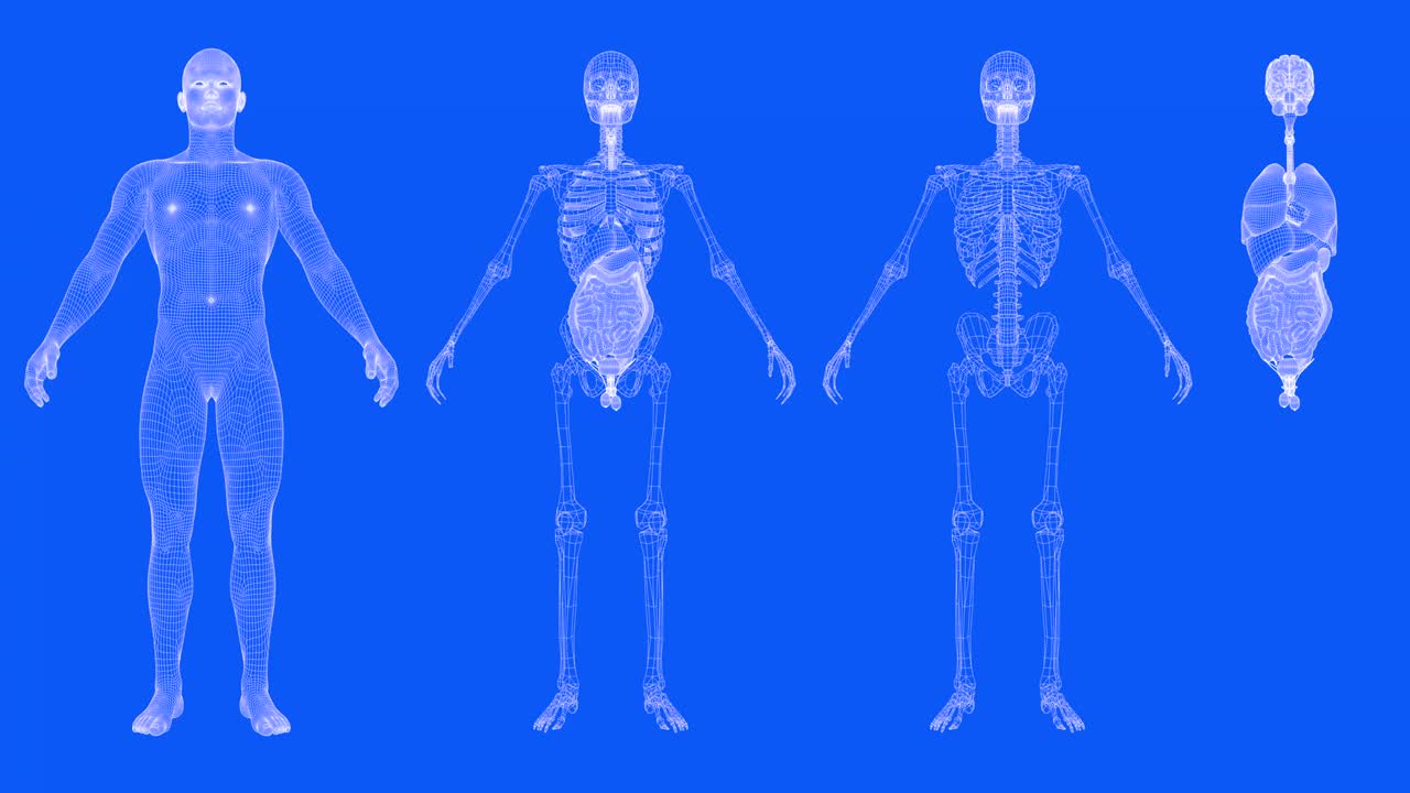 4 vídeos en 1, cuerpo masculino en estilo de plano - cuerpo de malla giratoria, órganos y esqueleto - concepto de anatomía y fisiología, animaciones de bucle sin costuras 4k 60fps uhd 3d