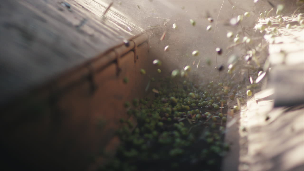 Olives being processed