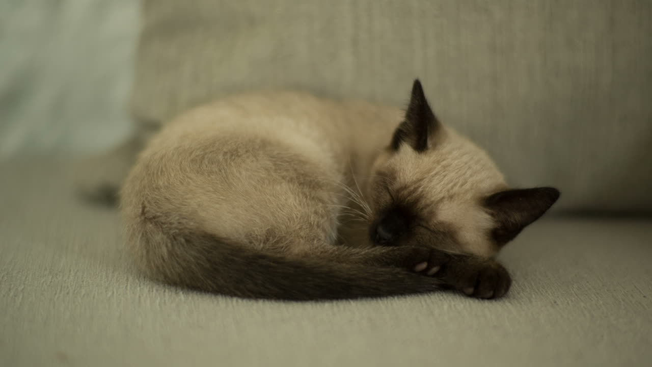 Gatto 00