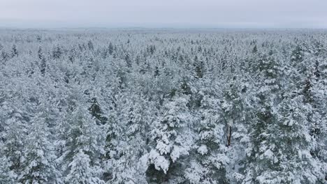 aerial establishing footage of trees covered with snow, nordic woodland pine tree forest, calm overcast winter day, wide drone shot moving backward