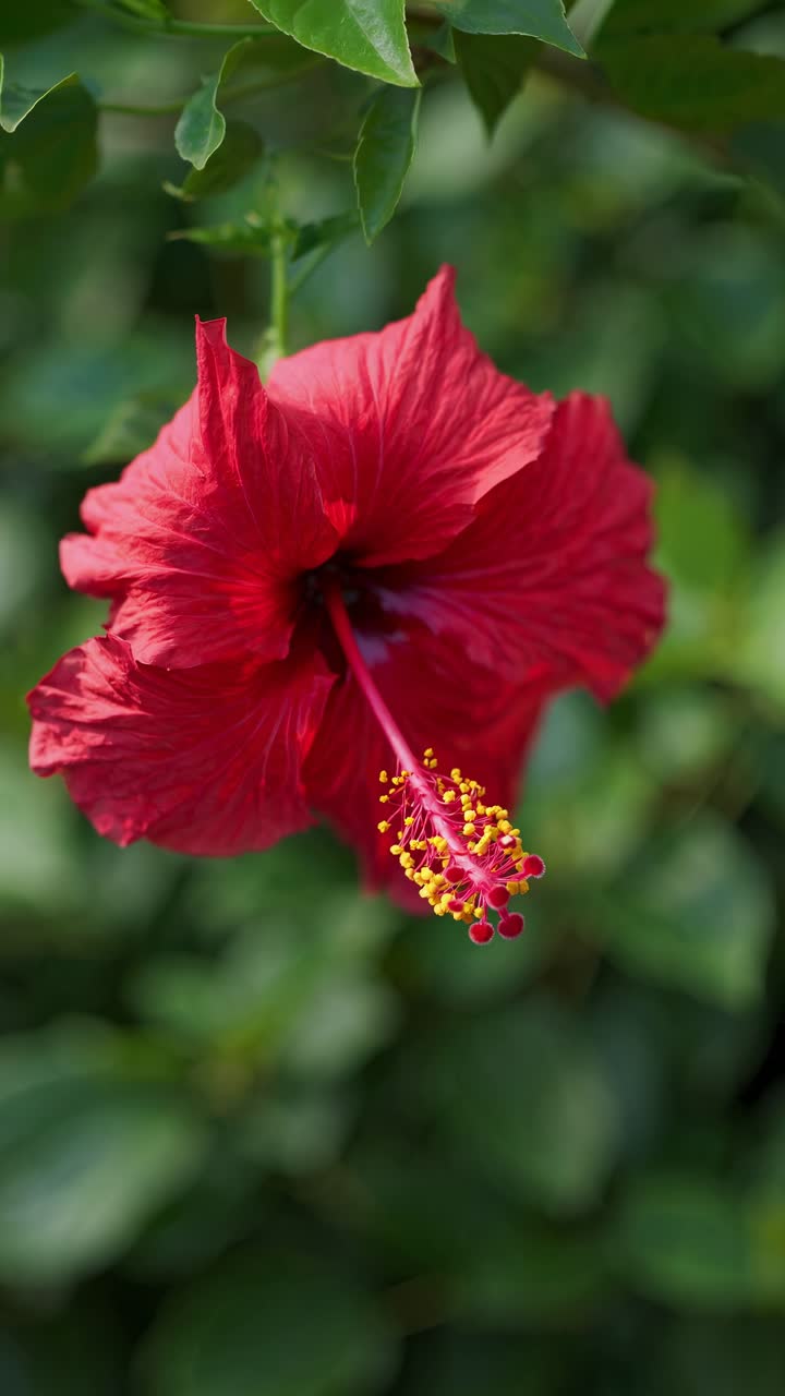 Fiori di ibisco rosso