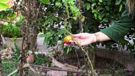 primer plano de una mujer joven comprobando si un tomate está maduro