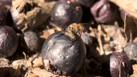 las abejas y las moscas se sienten atraídas por los dulces frutos de la uva de árbol brasileña "jaboticaba" que yacen en el suelo