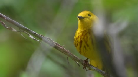 un primer plano extremo de una curruca amarilla macho en una rama y mira a su alrededor antes de volar