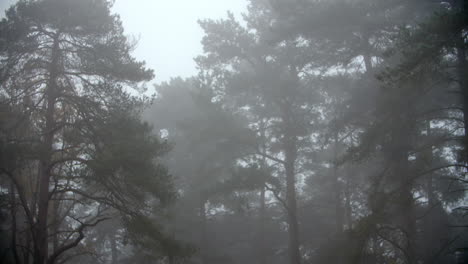 autumn woodland on a misty morning