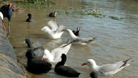 Varias-Aves-Acuáticas-Australianas-Alimentándose-De-Avena-Arrollada-En-Un-Lago