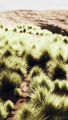 desert grass landscape