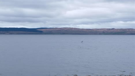 A-pod-of-dolphins-swimming-close-to-the-shoreline-with-dorsal-fins-above-the-surface-on-the-Isle-of-Arran,-Western-Scotland-UK