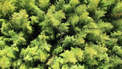 Vertical-drone-view-going-up-over-green-bamboo-canopy.-France-Bambusoideae