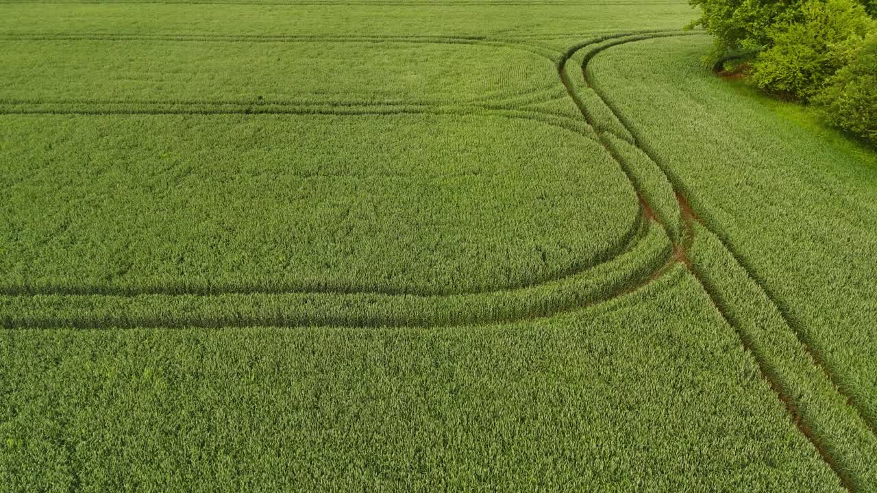 Tractor tracks tramlines across green wheat field farmland, aerial tracking shot
