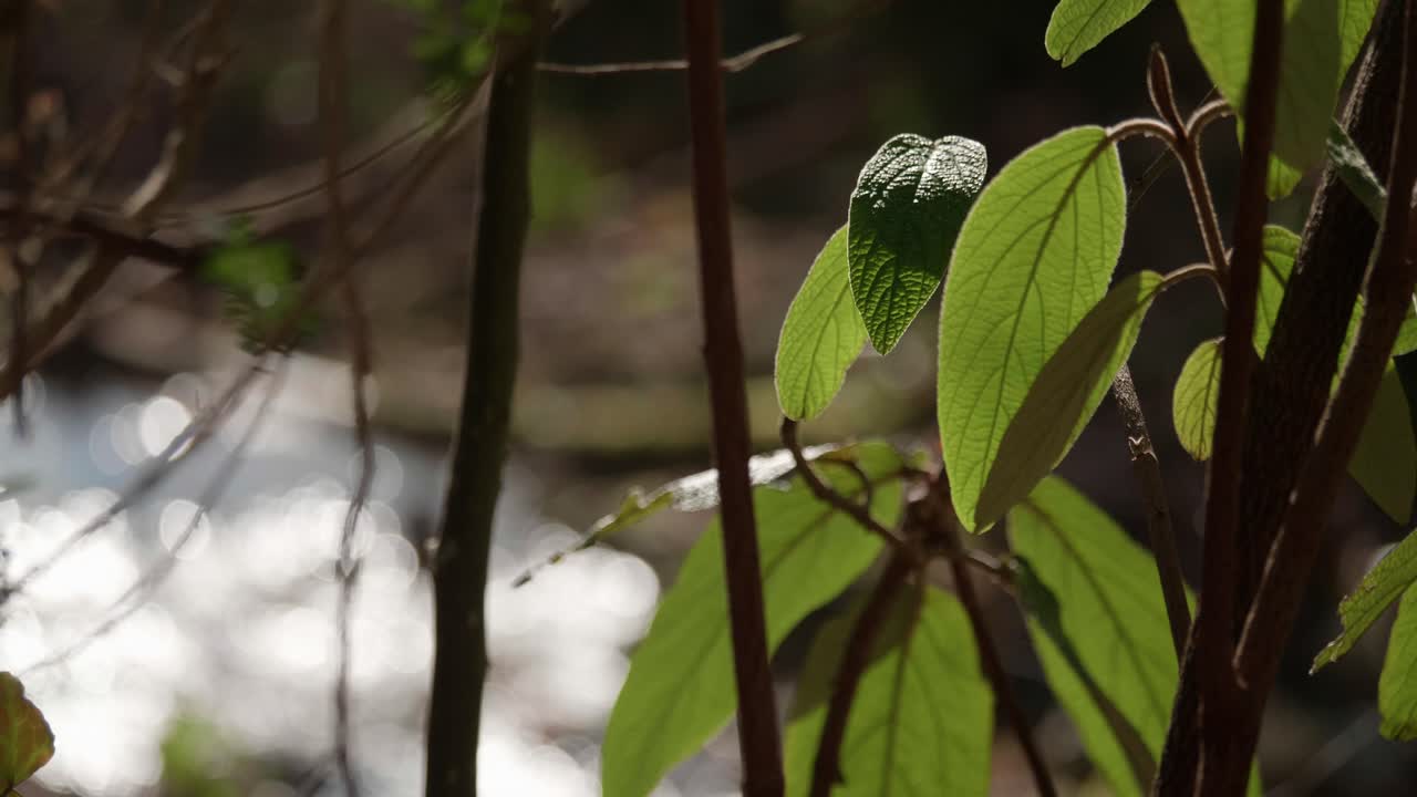 식물이 있는 스위스 숲의 개울