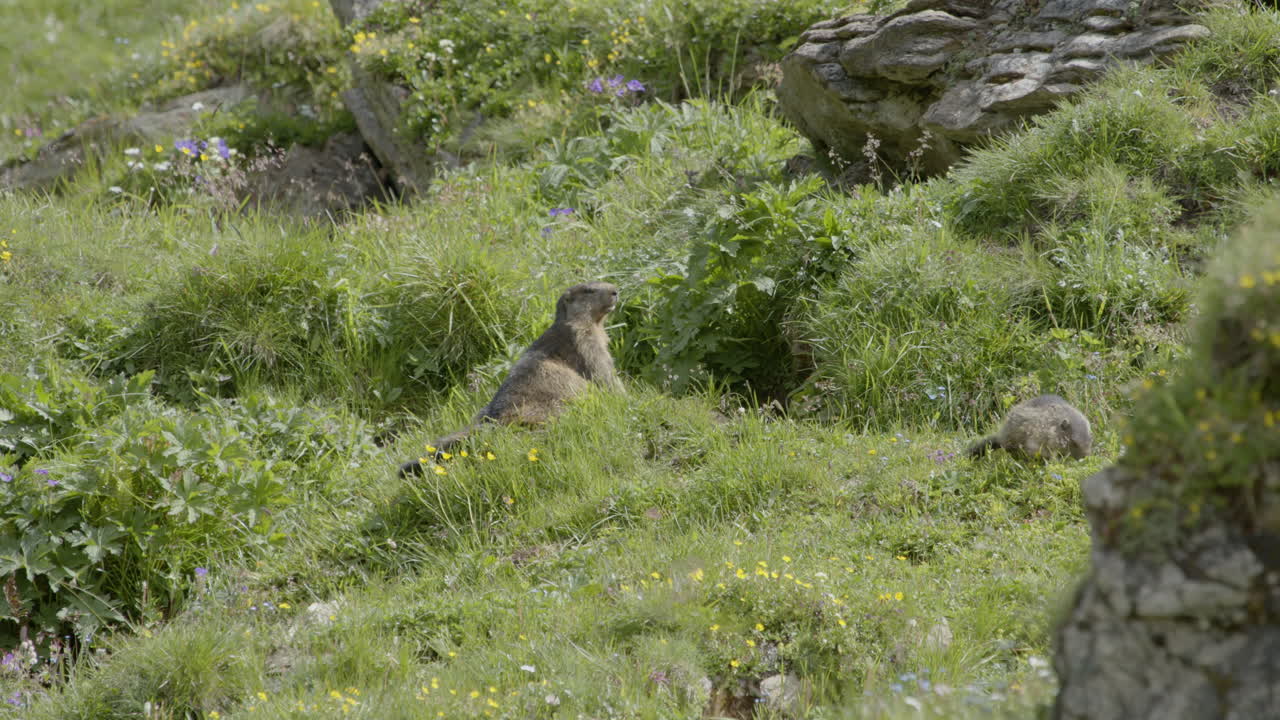 Mother marmot watching the surroundings while her baby is discovering the world