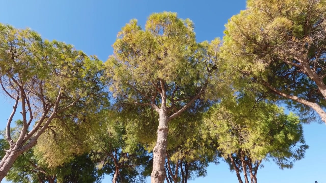 Vista verso l'alto di alti pini che ondeggiano sotto un cielo azzurro e limpido, mostrando l'ambiente forestale, la bellezza naturale e il paesaggio boschivo in Marocco
