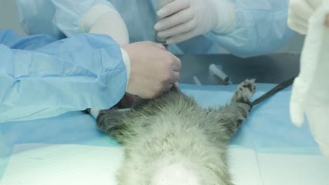 veterinarian surgeons in operating room doing cat neutering