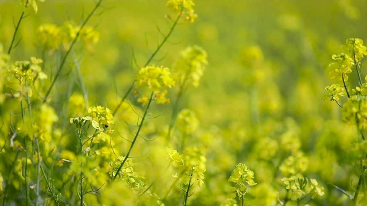 Mustard flowers. Mustard &ndash; mystical flower of happiness and health.