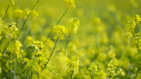 mustard flowers. mustard – mystical flower of happiness and health.