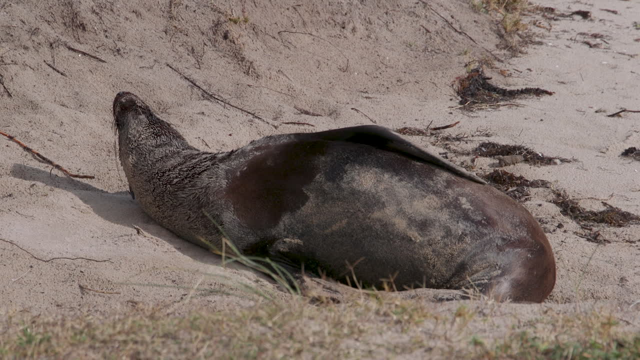 An Australian Fur Seal lazing in the sun on a sandy beach and waving