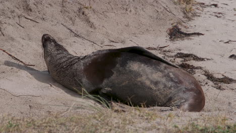 Eine-Australische-Pelzrobbe,-Die-An-Einem-Sandstrand-In-Der-Sonne-Faulenzt-Und-Winkt