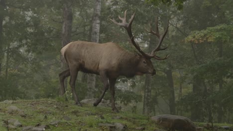 elk bull walking into beautiful misty forest slomo