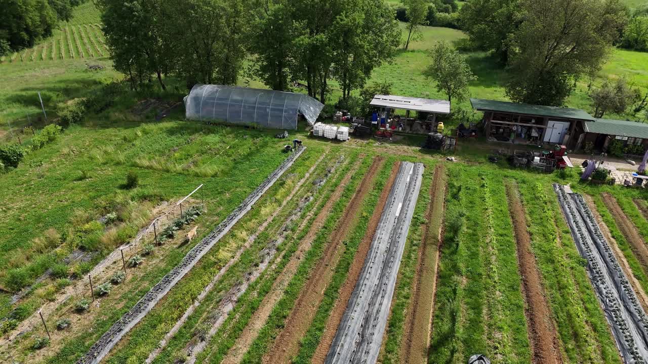 Plowed rows in a community garden showing sustainable agriculture practices like mulching, with a tractor and greenhouse in the background, promoting local food production and self sufficiency