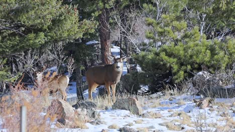 Mule-deer-buck-and-does-standing-alert-and-watching-along-the-back-fence-of-an-urban-back-yard