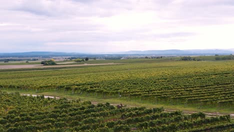 Lush-vineyards-in-countryside-of-Austria