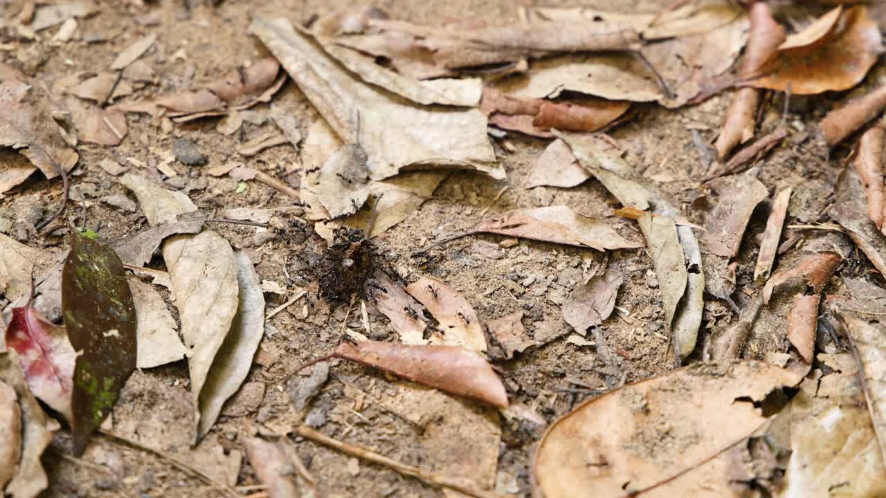 개미는 토양에서 물체를 집단적으로 움직입니다.