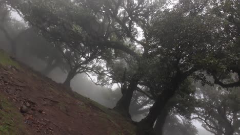 toma de giro del bosque de fanal bajo una tormenta de viento, la mágica isla de madeira