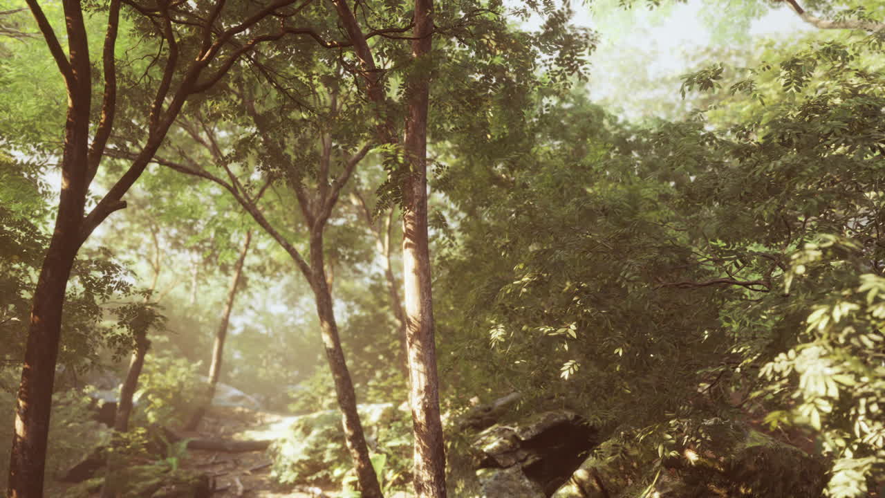 bosque vespertino con sol y luz de volumen