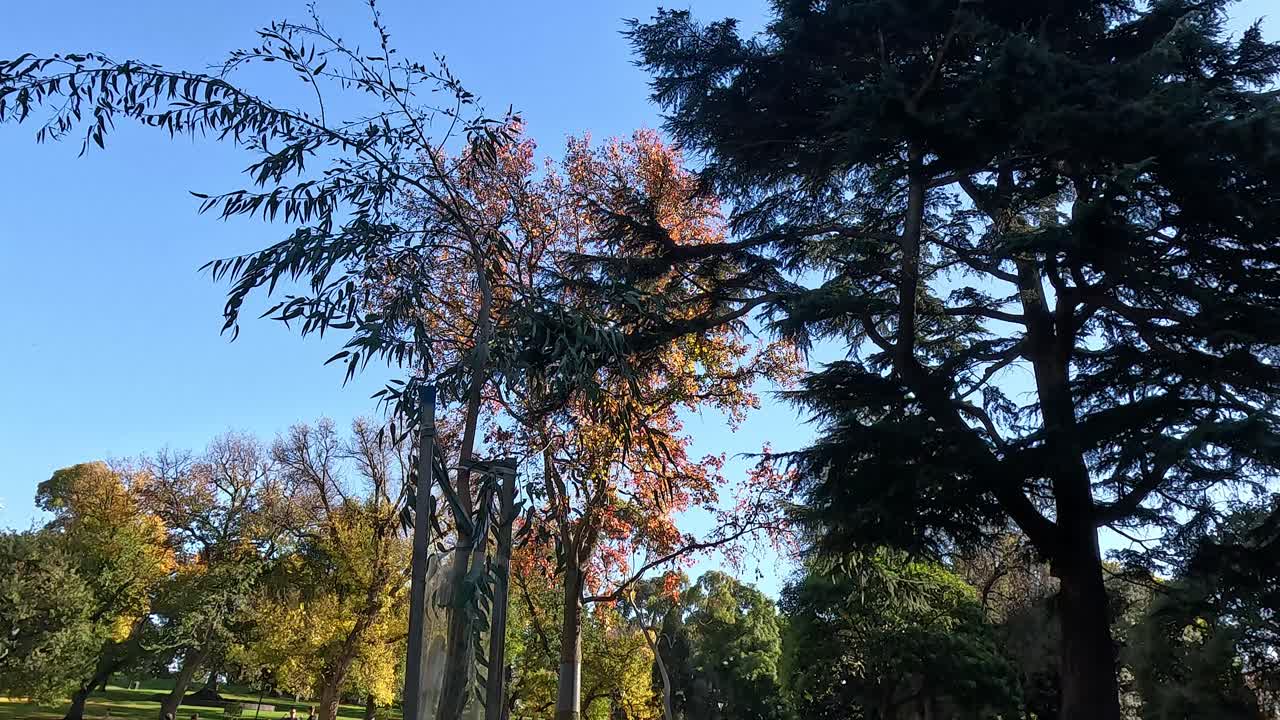 멜버른 공원 에서 흔들리는 나무 들