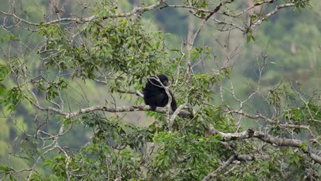 siamang gibbon sitting on tree in tropical rainforest. symphalangus syndactylus is an endangered arboreal black-furred gibbon native to the forest of malaysia, thailand, and sumatra