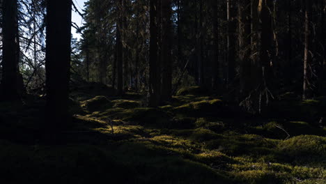 Stunning-timelapse-of-sunlight-shining-through-forest-woods-trees,-static